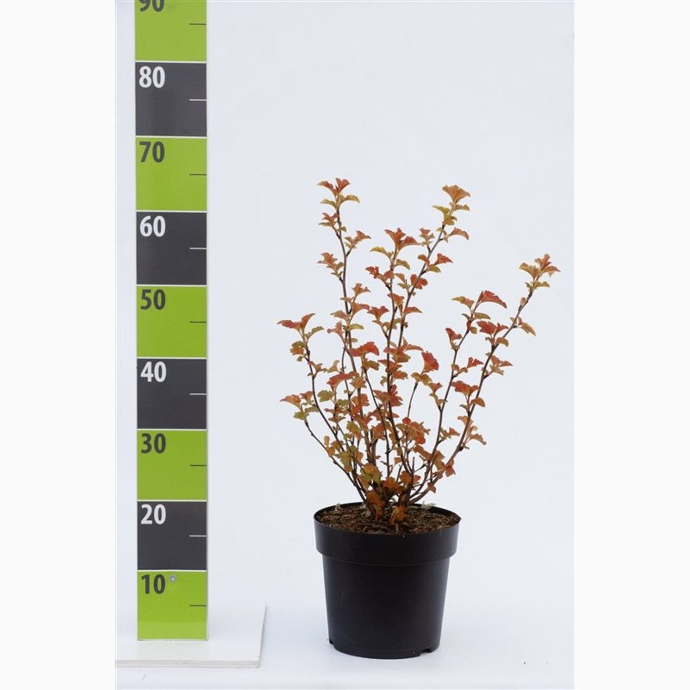 Smällspirea – Physocarpus opulifolius 'Amber Jubilee'® - C4,6 40-60 CM